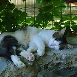 Doga Pension Side