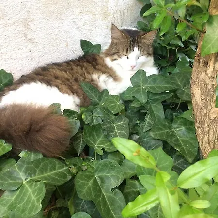 Ξενοδοχείο Doga Pension