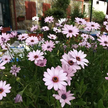 Doga Pension Ξενοδοχείο 3*