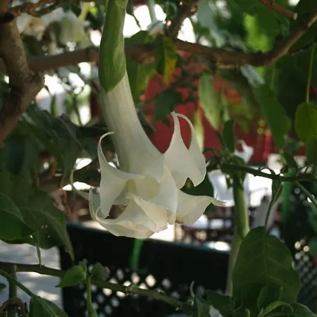 Doga Pension Ξενοδοχείο Σιντέ