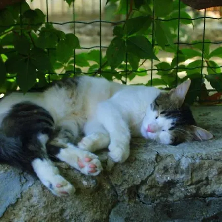 Doga Pension Σιντέ