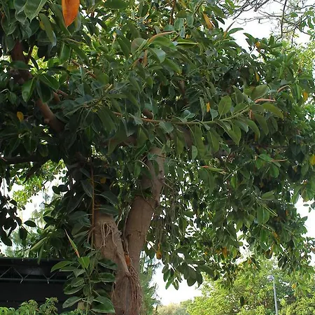 Doga Pension Ξενοδοχείο