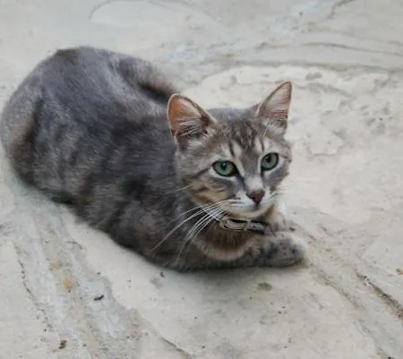 Doga Pension Σιντέ