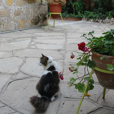 فندق Doga Pension سيدي